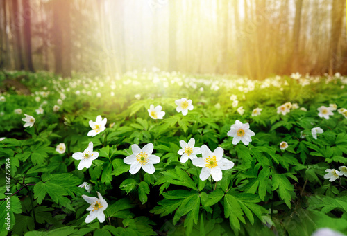 Foto Beautiful white flowers of anemones in spring in a forest close-up in sunlight in nature
