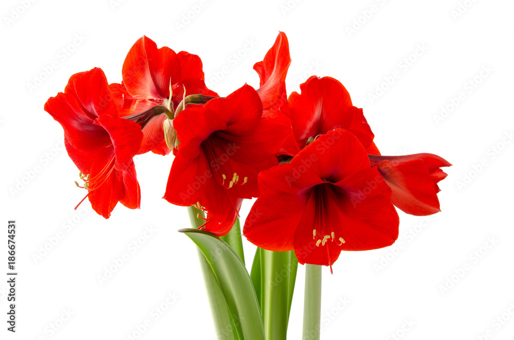 Amaryllis Amaryllis