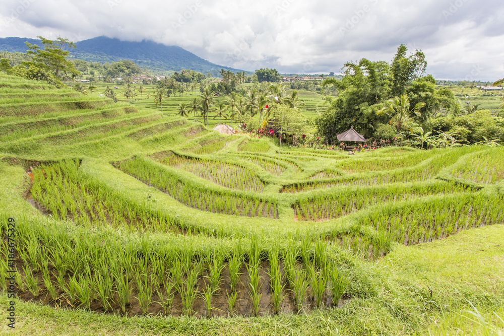 View from jatiluwih rice terrace, Bali