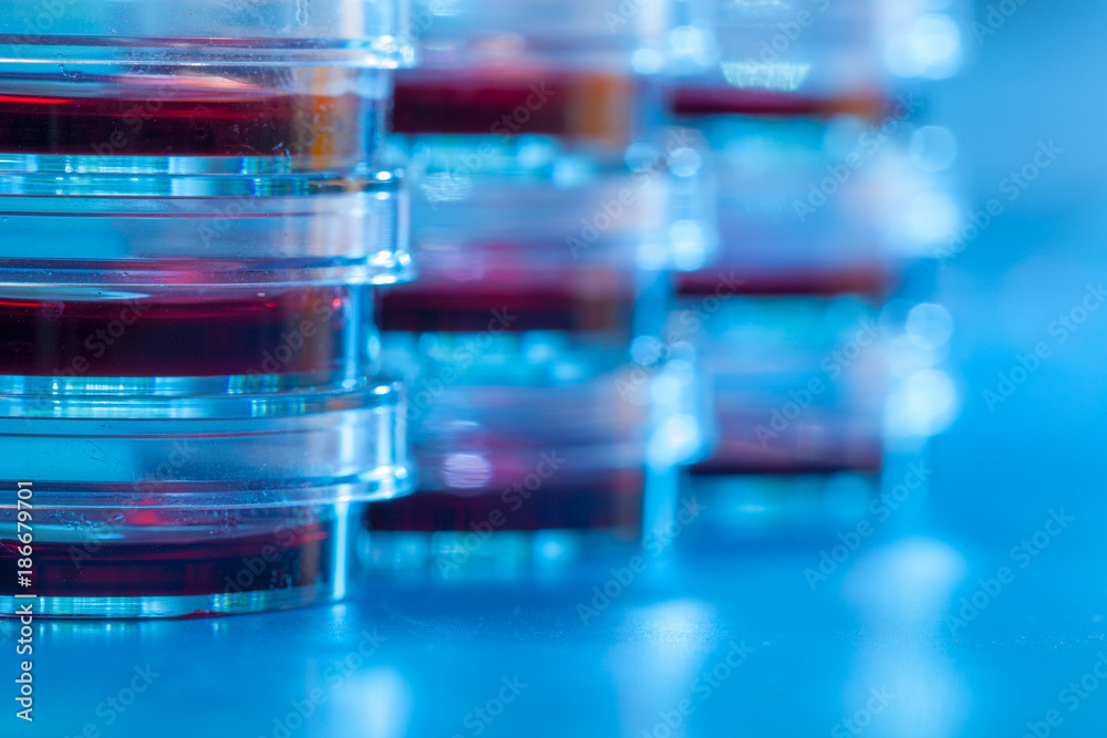 Petri dishes in blue light material. Laboratory concept. Petri dishes in blue light material. Laboratory concept.