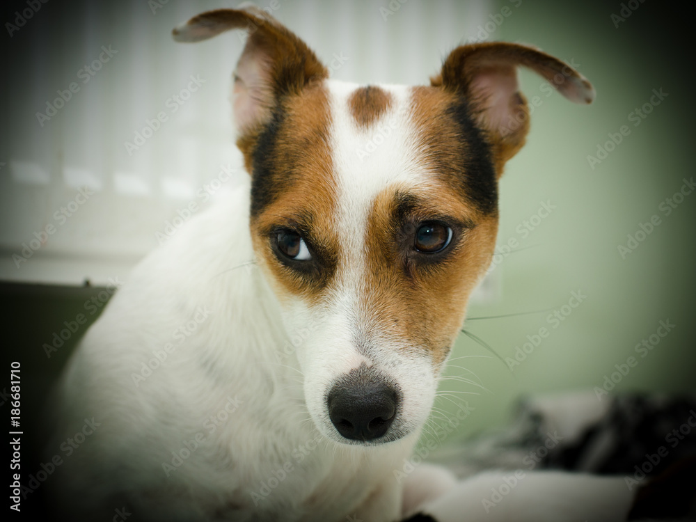 Scared bitch jack russell terrier looks with a concern.