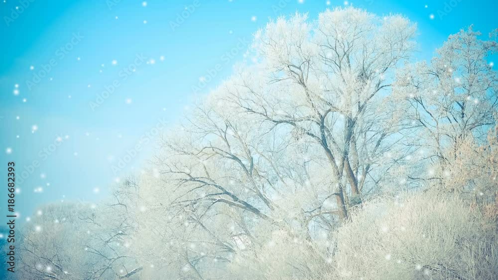 Beautiful big trees in the snow against the blue sky, the filter. Cinemagraph seamless loop animation motion gif render background