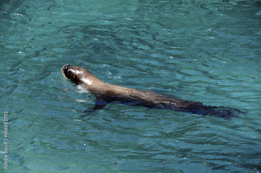 Obraz premium Sea lion swimming in Carribbean sea