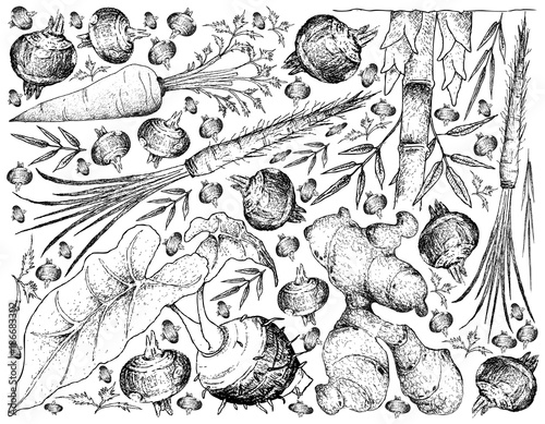 Hand Drawn of Root and Tuberous Vegetables Background