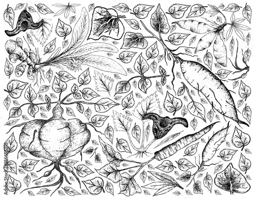 Hand Drawn of Root and Tuberous Vegetables Background