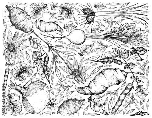 Hand Drawn of Root and Tuberous Vegetables Background