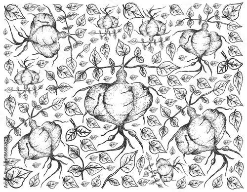 Wallpaper Mural Hand Drawn of Fresh Ahipa on White Background Torontodigital.ca