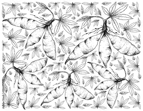Hand Drawn of Fresh Cassava Root on White Background