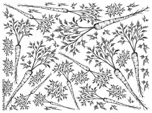 Hand Drawn of Green Hamburg Parsley on White Background