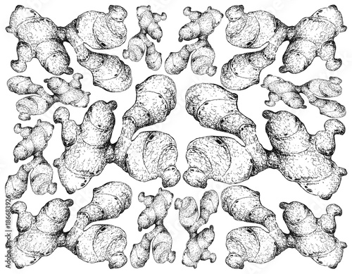 Hand Drawn of Ginger Root on White Background
