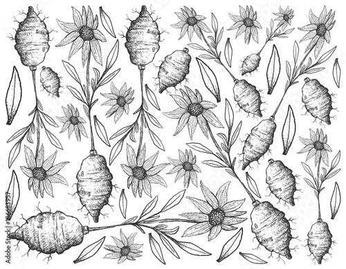 Hand Drawn of Jerusalem Artichoke on White Background