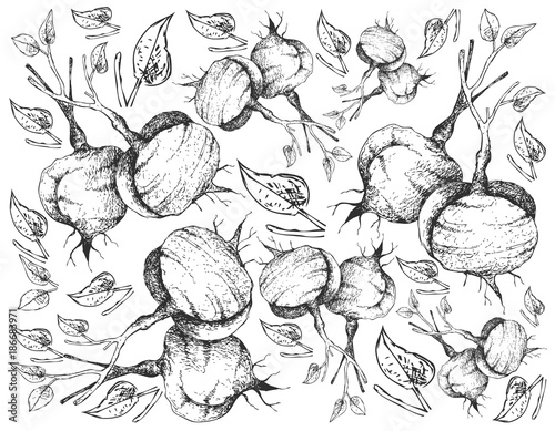 Hand Drawn of Fresh Jicama on White Background