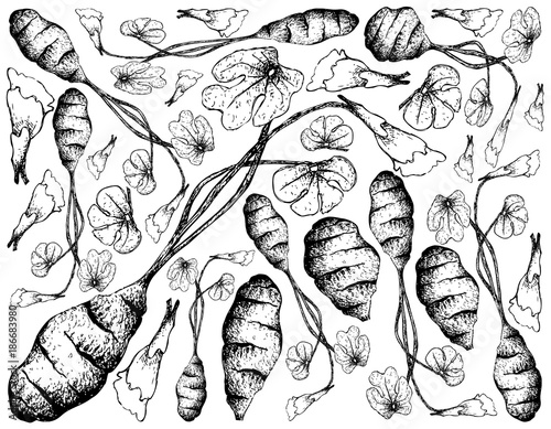 Hand Drawn of Fresh Mashua on White Background