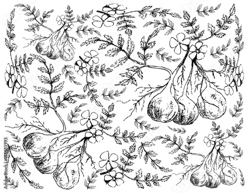 Hand Drawn of Pignut Plant on White Background