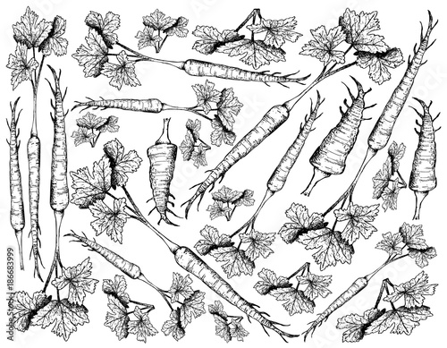 Hand Drawn of Parsnip on White Background