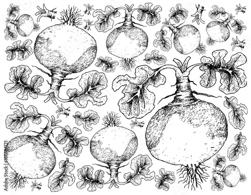 Hand Drawn of Swede on White Background