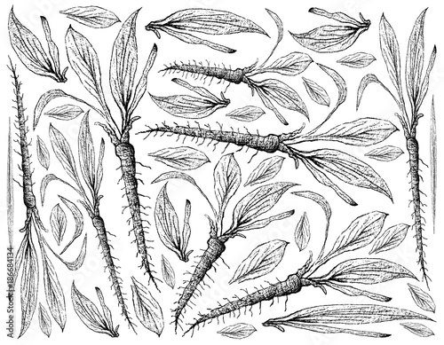Hand Drawn of Scorzonera on White Background