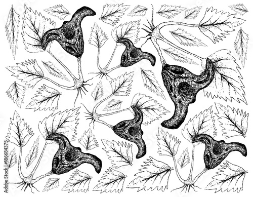 Hand Drawn of Water Caltrop Plant on White Background