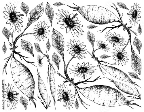 Hand Drawn of Fresh Yacon on White Background