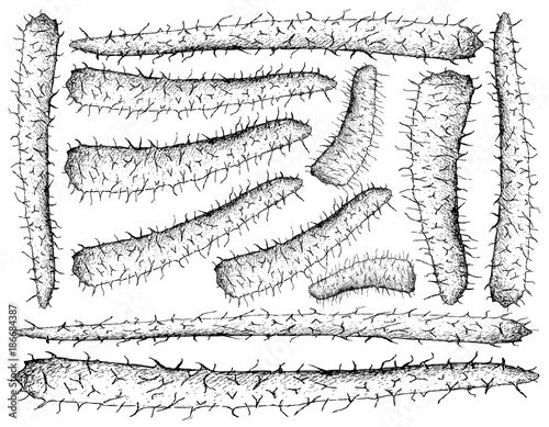 Hand Drawn of Chinese Yam on White Background