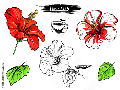 Hand drawn illustration set of color hibiscus flowers, branch, leaf. sketch. Vector eps 8