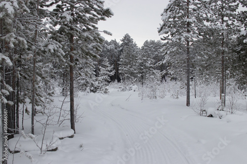 landscape winter snowy pine forest on a cloudy day