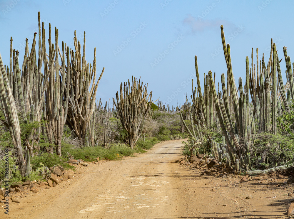 Track with cactii (cactus) in Bonaire.