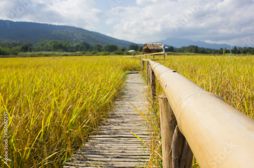 Fototapeta Naklejka Na Ścianę i Meble -  The walk is made of bamboo in the rice field. rice field in north Thailand, nature food landscape background.