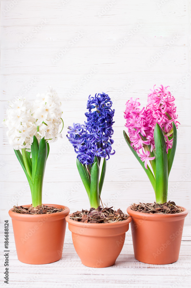 Spring background with hyacinth flowers. Holidays card 8 March, Mother's day, Easter. Copy space Spring background with hyacinth flowers. Holidays card 8 March, Mother's day, Easter. Copy space