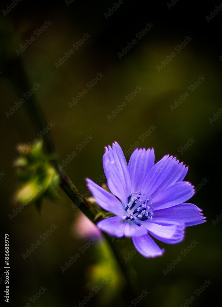 Fototapeta premium Fiore lilla