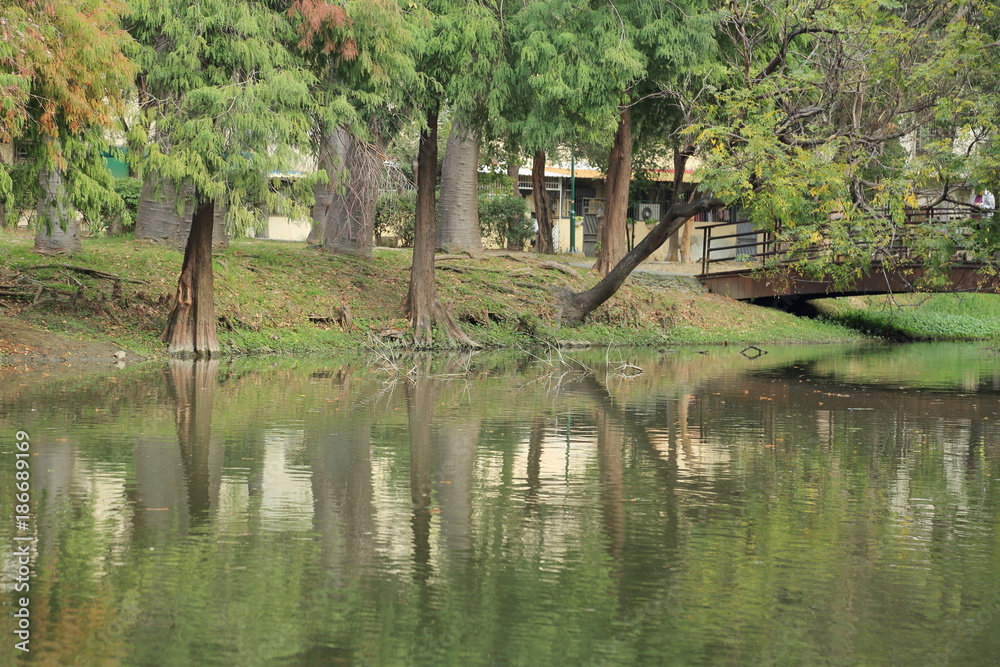 公園の池と樹 公園の池と樹