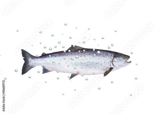 big fish salmon