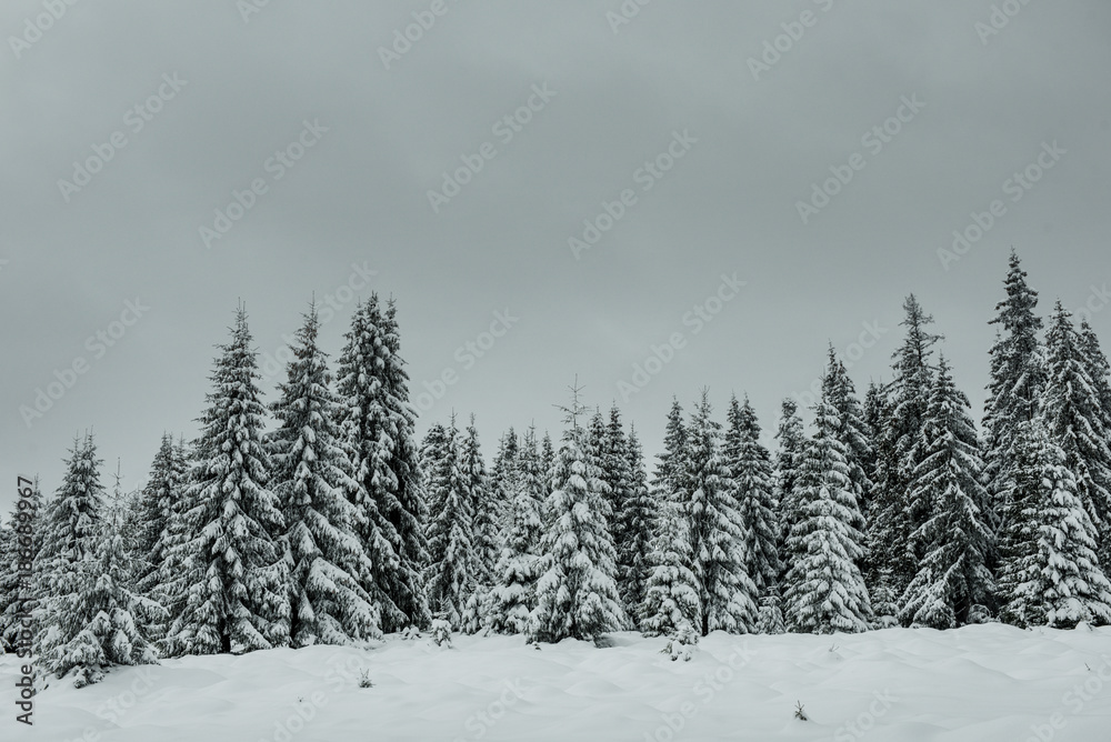 Fototapeta premium Trees covered with hoarfrost and snow