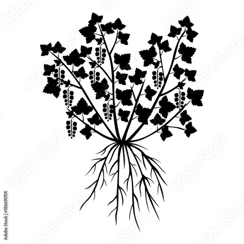 Seedling currant bushes with leaves, roots and berries