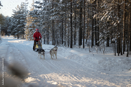 a child with an adult and ride on a dog sled in the winter forest at Sunny day © UlianaG
