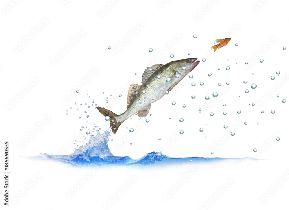 Fototapeta premium jumping out for fish zander