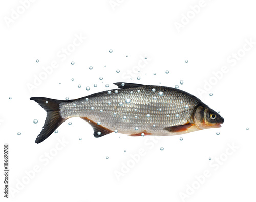  wild fish chondrostoma nasus photo