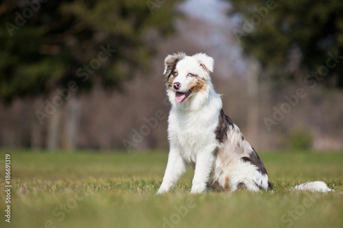 Australian Shepherd