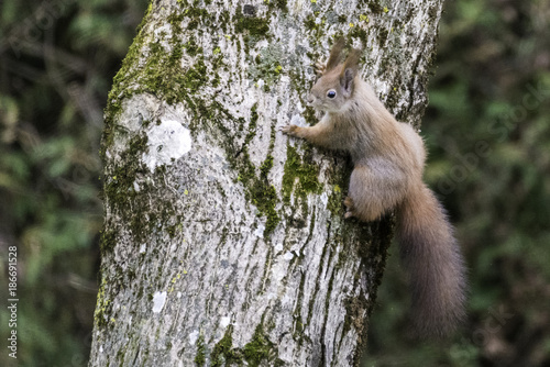 Eichhörnchen © finkandreas