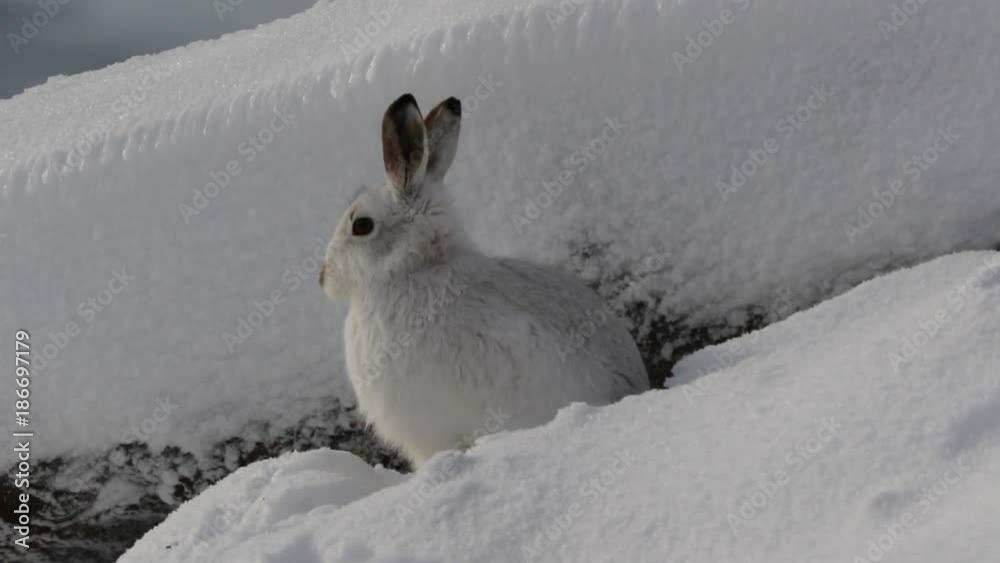 Mountain hare, Lepus timidus, sitting, licking feet on a sunny day in ...