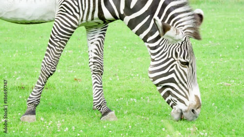 Close up of african zebra in savannah. Wild life outdoors. Close up of african zebra in savannah. Wild life outdoors.
