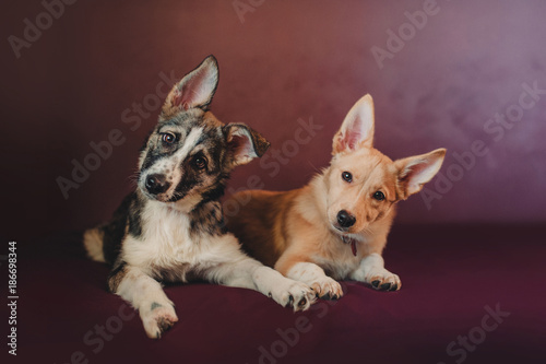 two homeless puppy with funny look on violet background