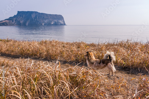 Seongsan Ilchulbong , Jeju Island , South Korea.