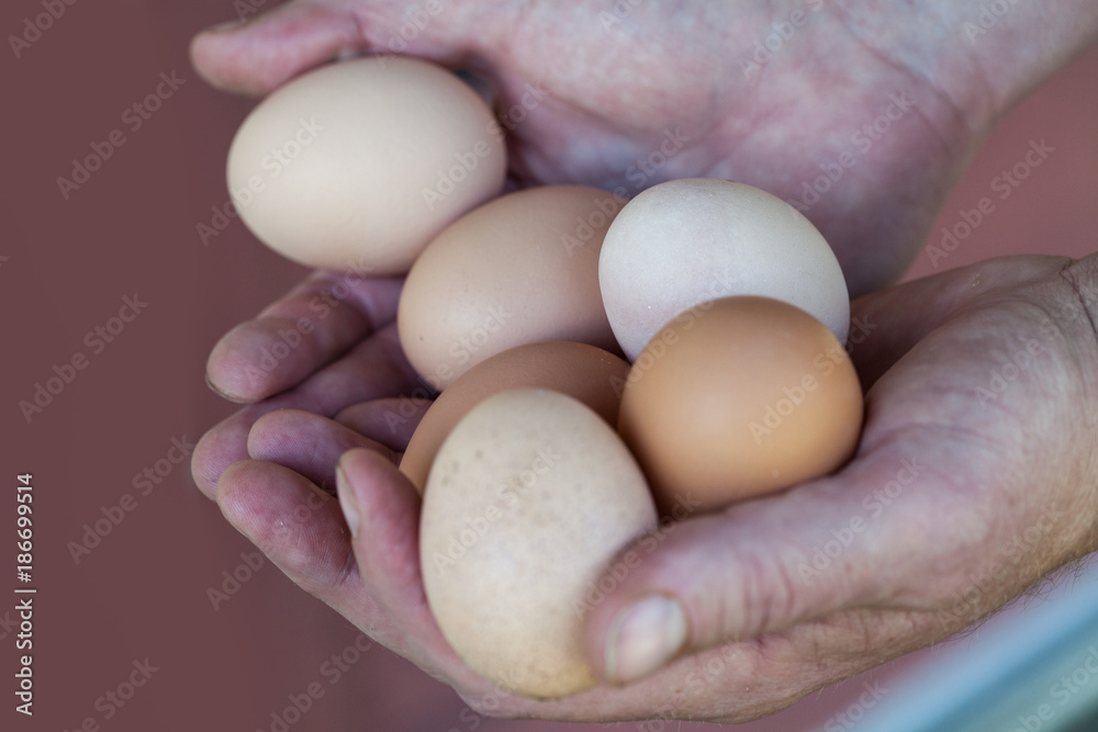 Two hands holding fresh brown eggs Two hands holding fresh brown eggs
