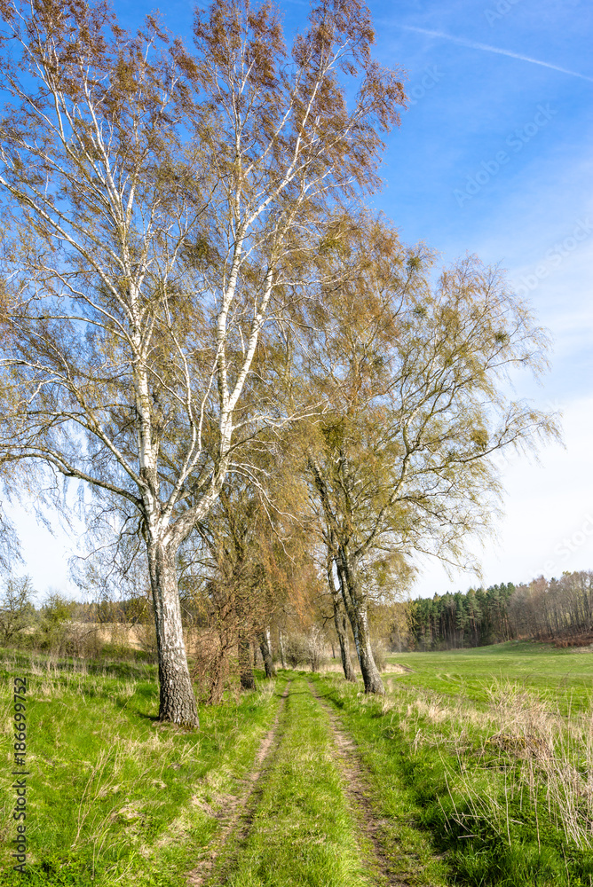 Trees by the road through grass field, green spring landscape with blue sky Trees by the road through grass field, green spring landscape with blue sky