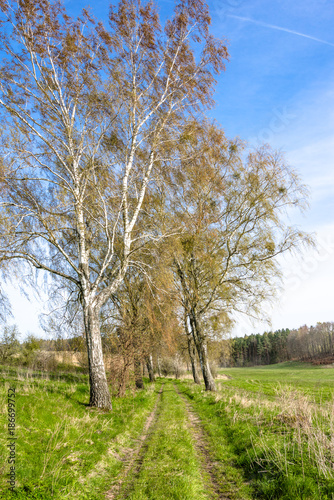 Trees by the road through grass field  green spring landscape with blue sky