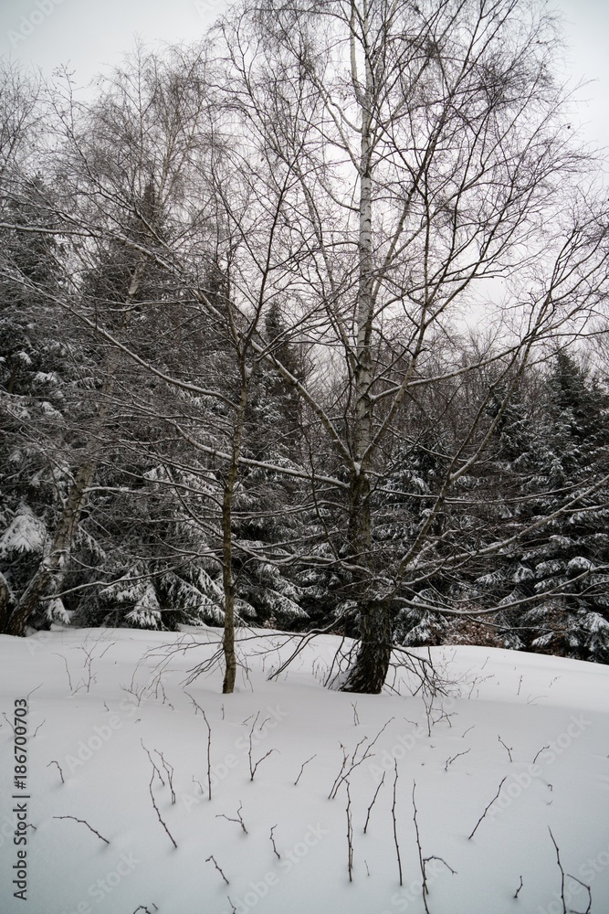 Nature under the snow during winter. Slovakia Nature under the snow during winter. Slovakia