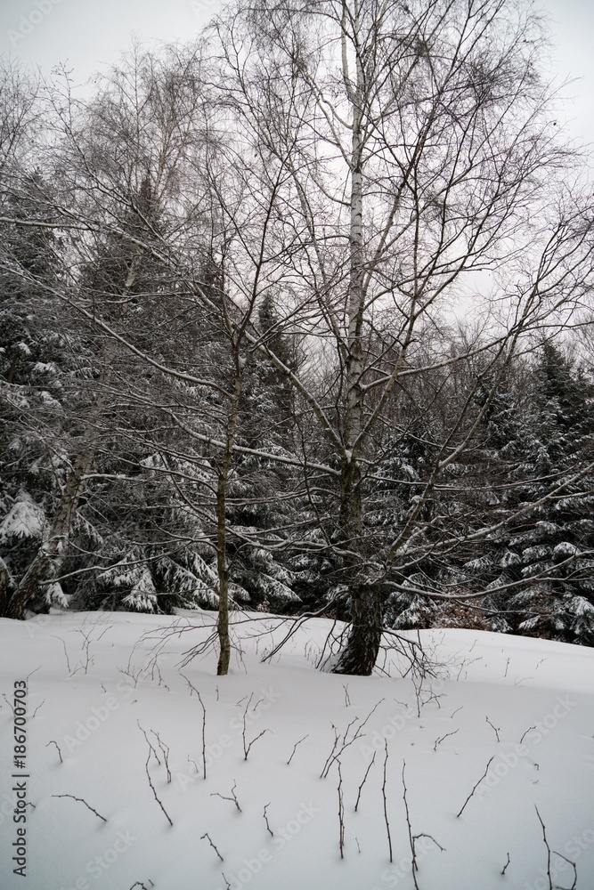 Nature under the snow during winter. Slovakia