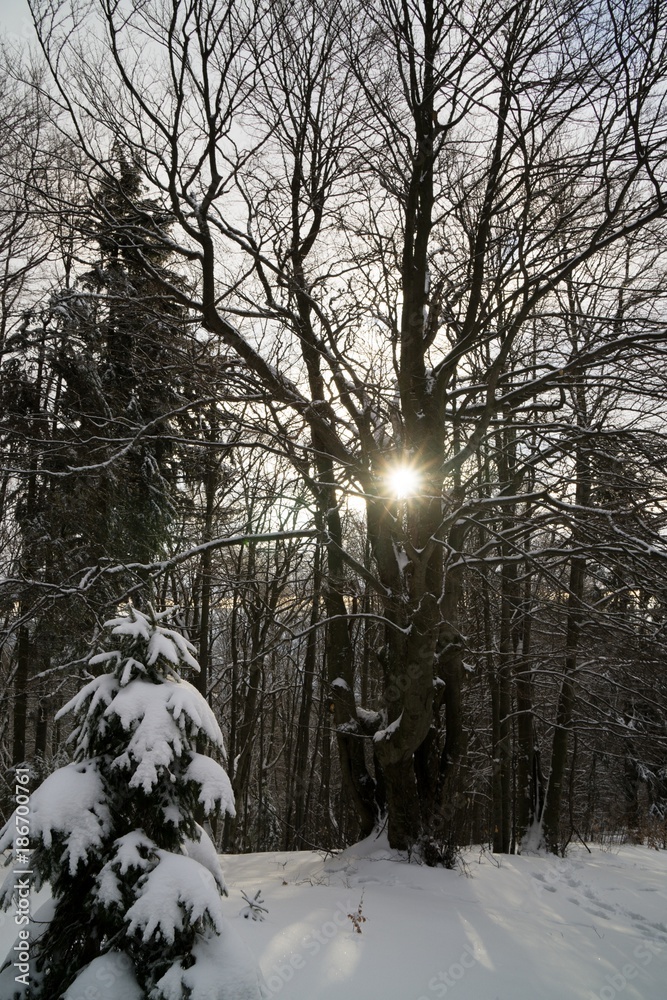 Fototapeta premium Nature under the snow during winter. Slovakia