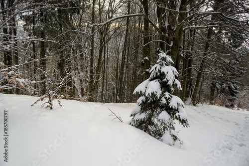 Nature under the snow during winter. Slovakia